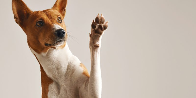 Adorable brown and white basenji dog smiling and giving a high five isolated on white